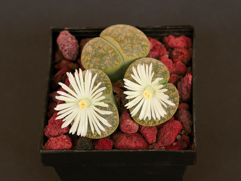 Lithops lesliei C36A cv. albinica